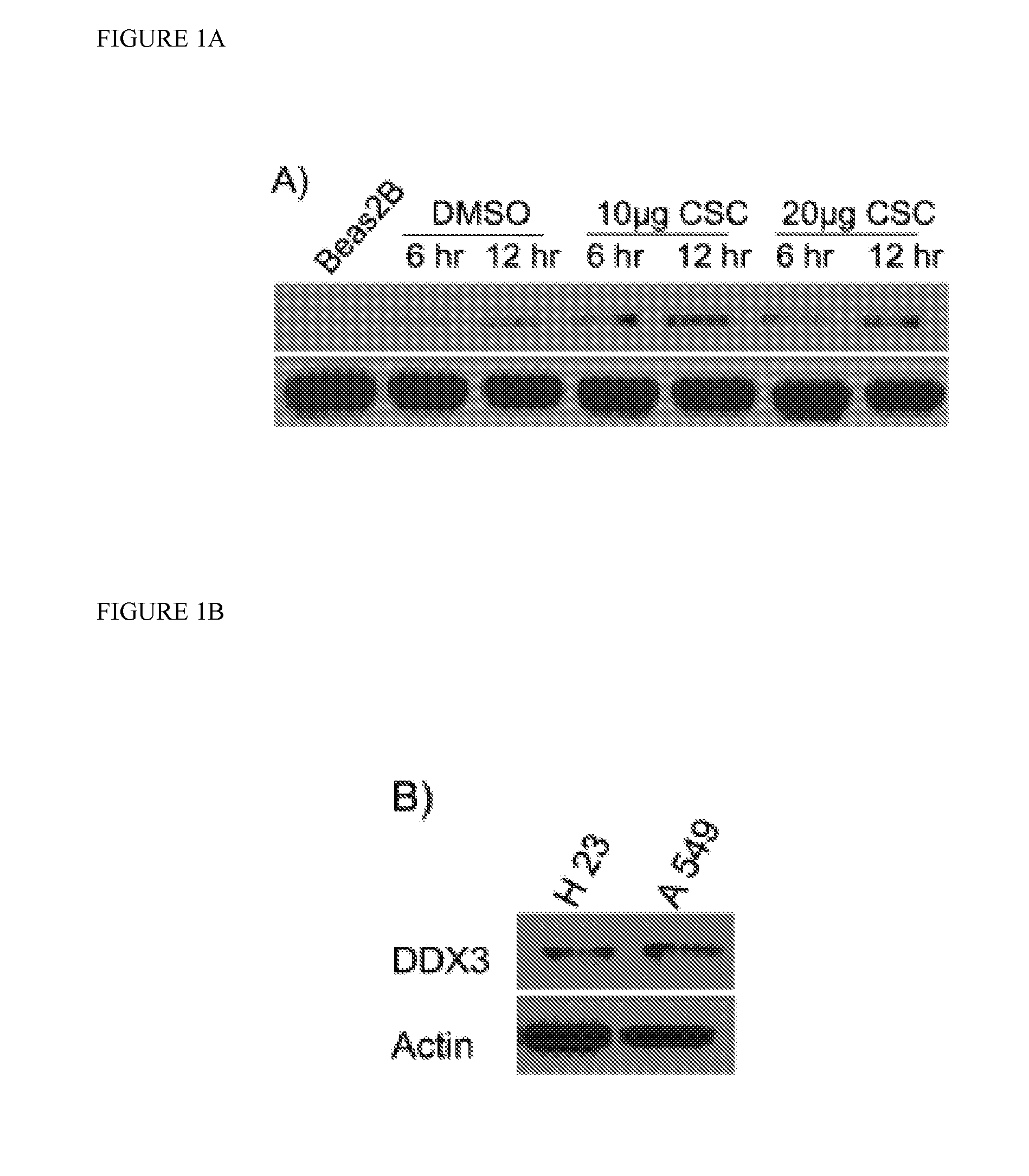 Compounds and methods of use in ablative radiotherapy