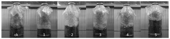 Production method of high-quality phellinus igniarius strain
