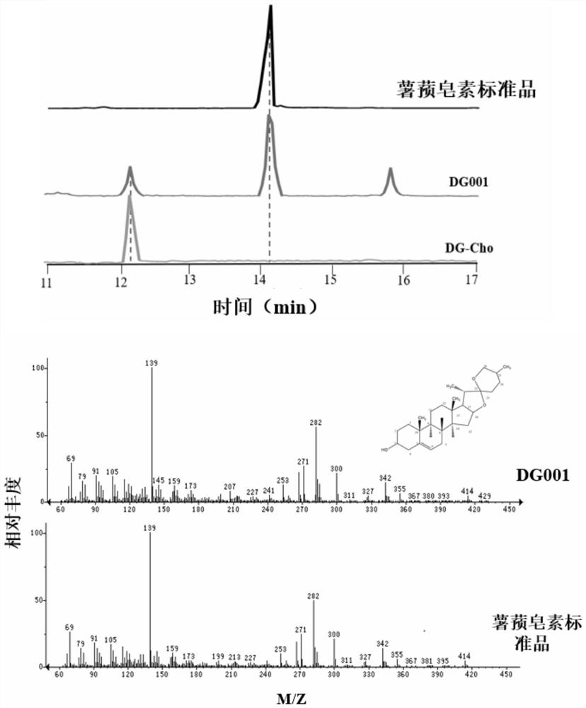 Diosgenin synthesis related proteins derived from dioscorea zingiberensis as well as coding gene and application