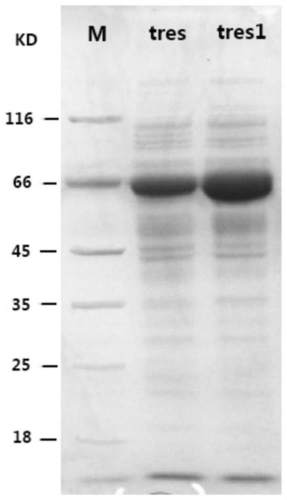 A kind of optimized sequence of trehalose synthase gene and its application