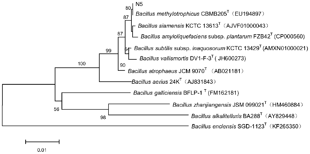 Methylotrophic bacillus strain and its application