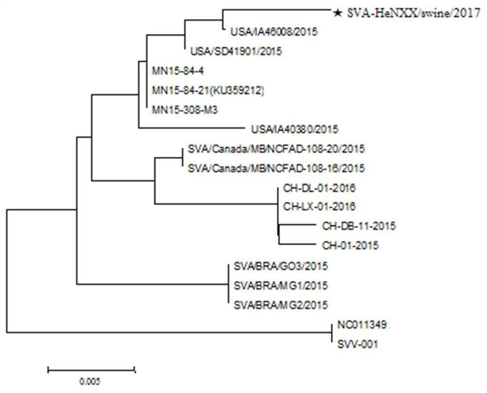 Seneca Valley Virus Strain and Its Application