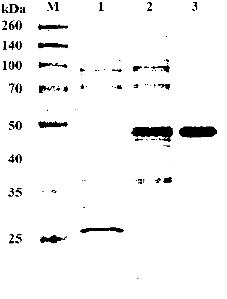 Alkaline pectinase PelN, as well as encoded gene and application thereof