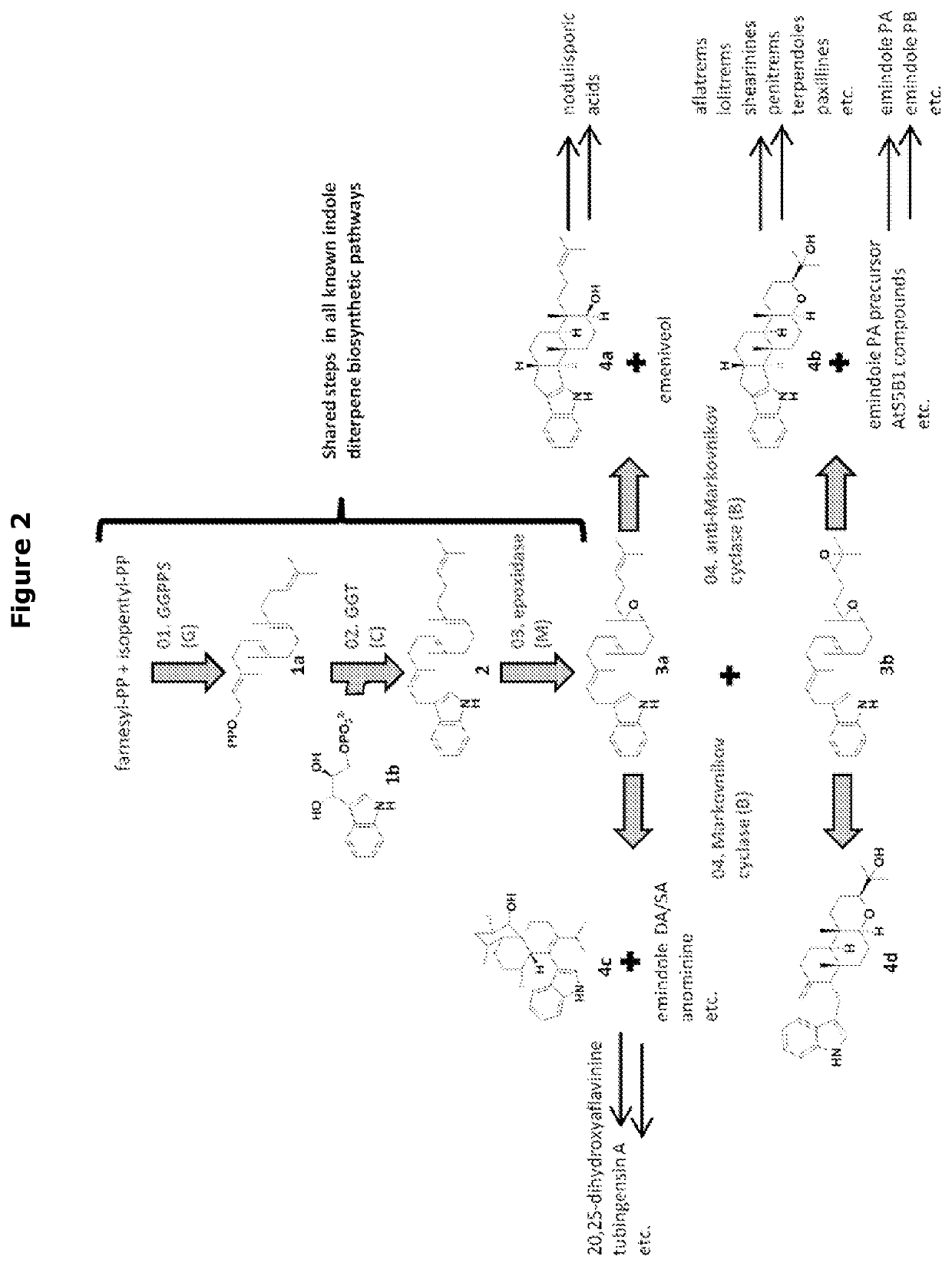 Heterologous biosynthesis of nodulisporic acid