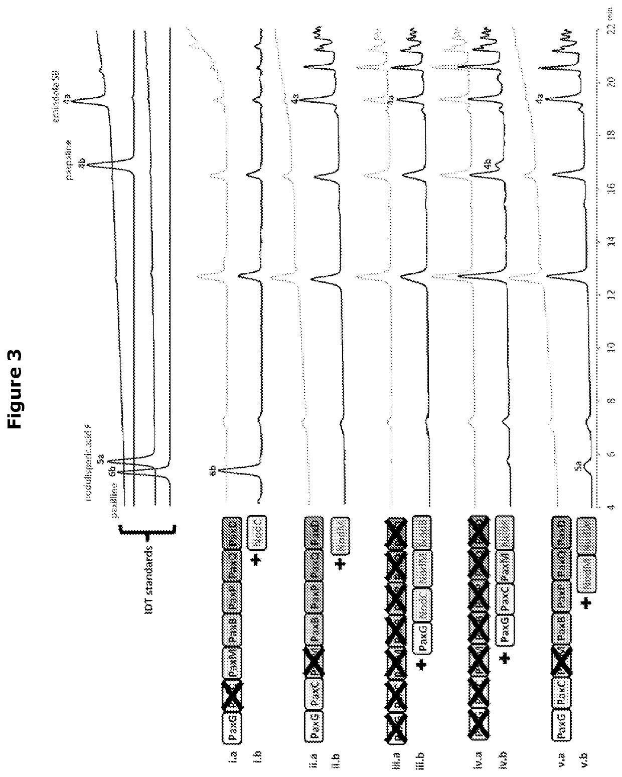 Heterologous biosynthesis of nodulisporic acid