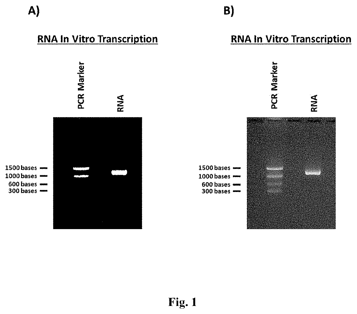 RNA stabilization