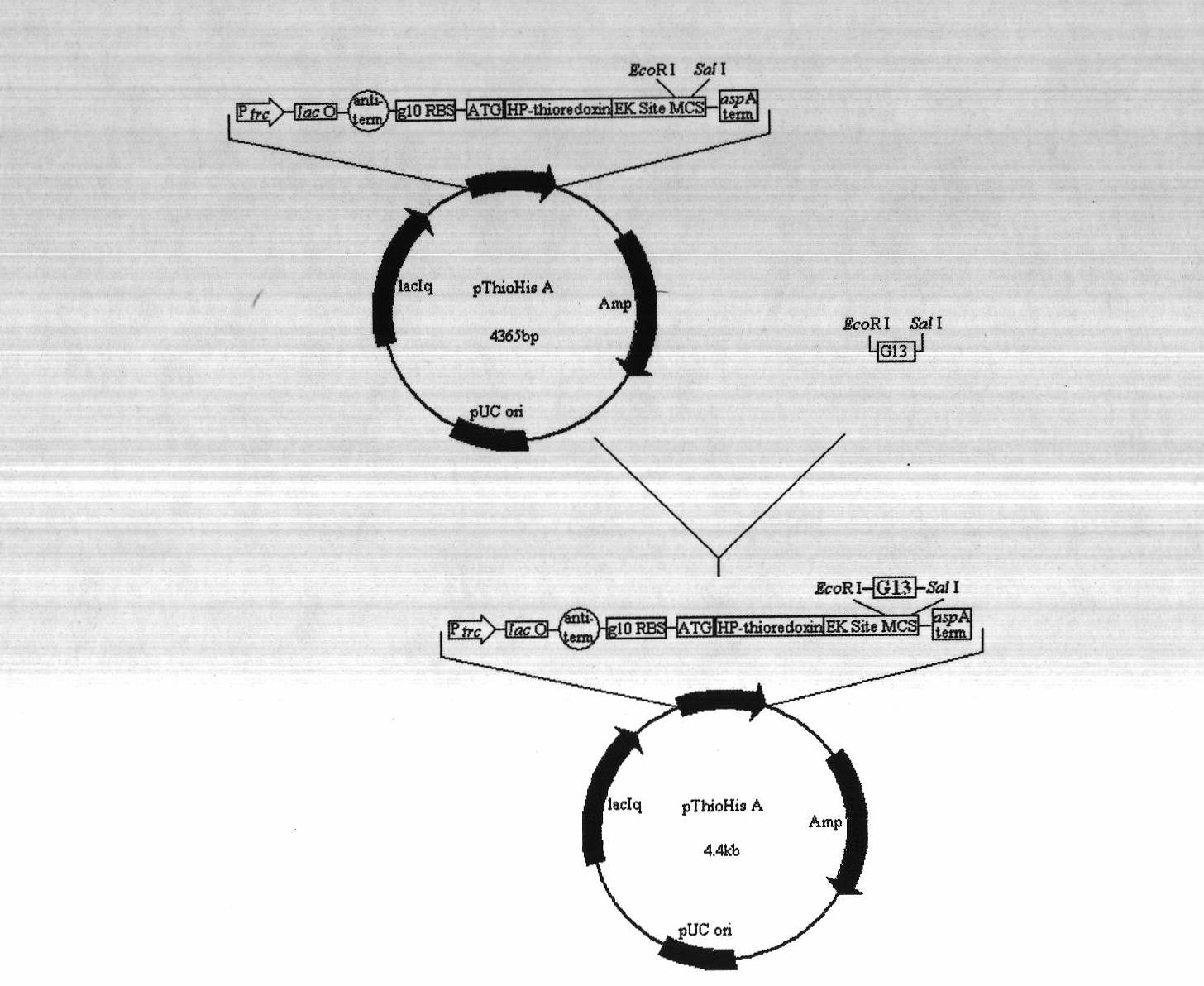 Construction of gene engineering bacteria for expressing recombinant cationic antimicrobial peptides (AMPs) G13 escherichia coli