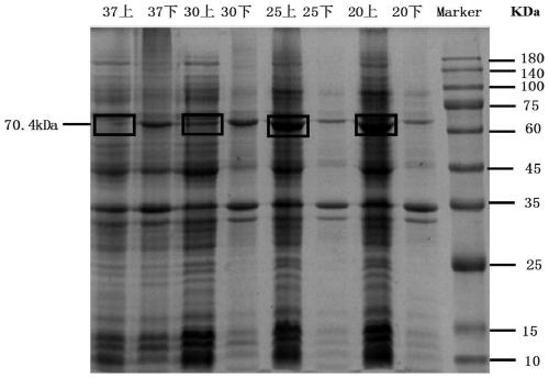 A method for whole-cell biocatalytic production of glutaric acid