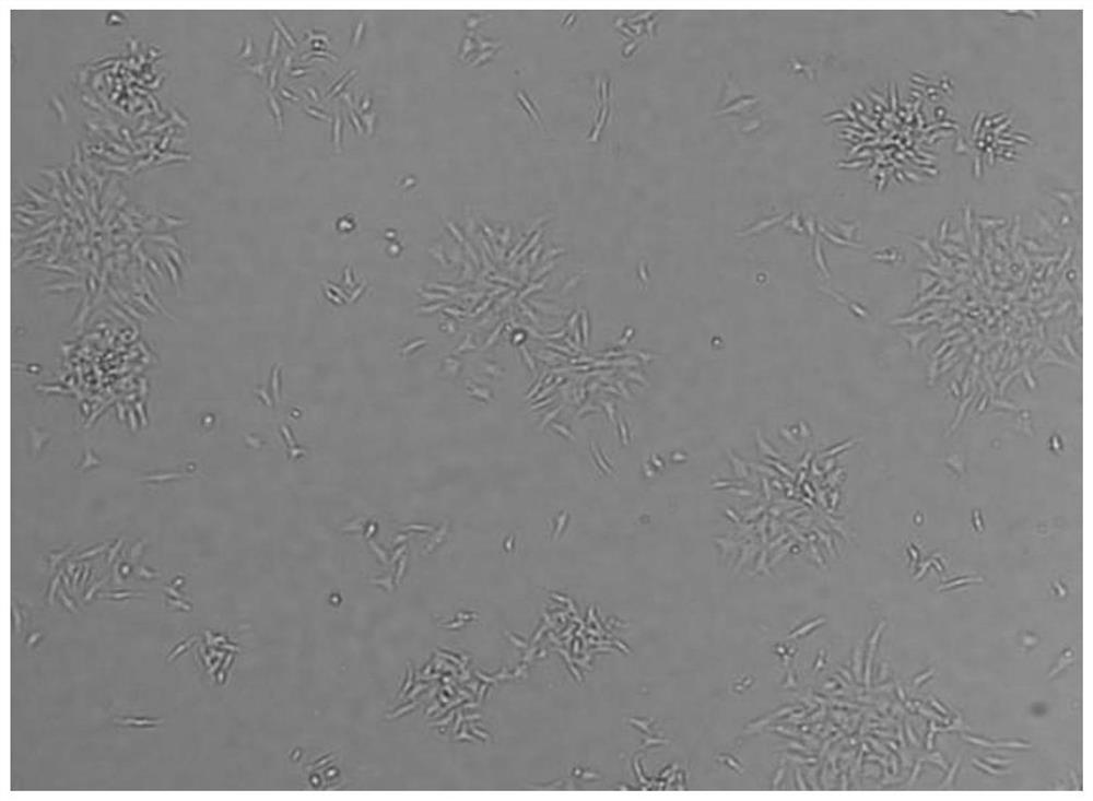Sheep ovarian granular cell separation, culture and identification method