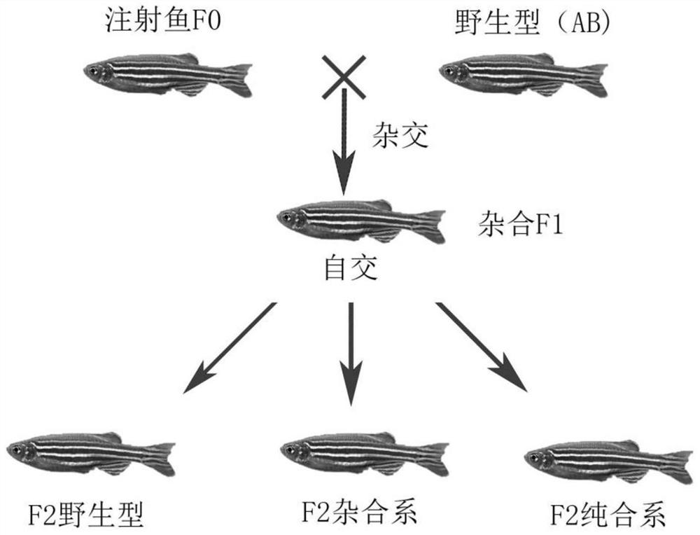 Construction method and application of obese type II diabetes mellitus zebrafish model
