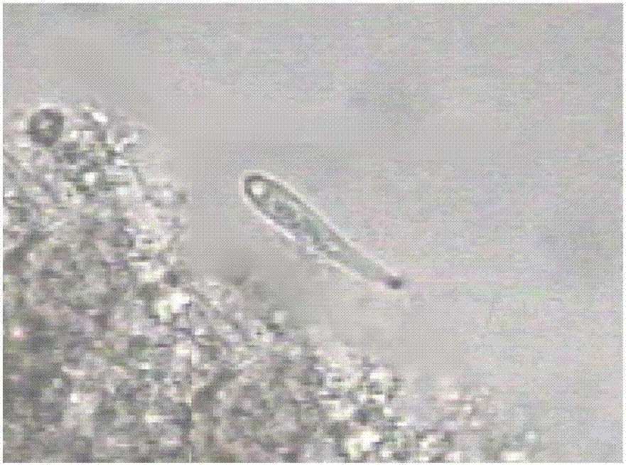 Microfauna velocity analysis-based biofilm process water treatment effect monitoring method