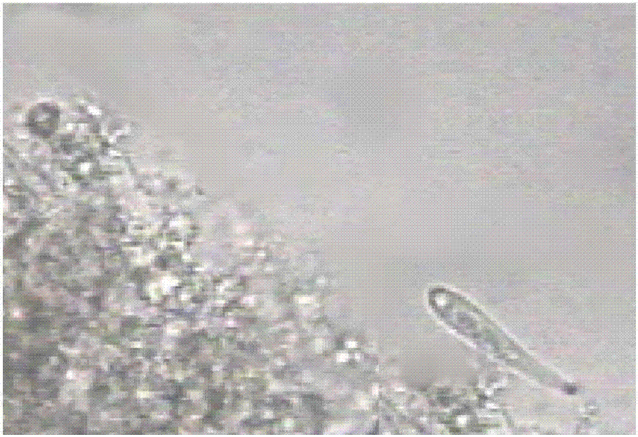 Microfauna velocity analysis-based biofilm process water treatment effect monitoring method