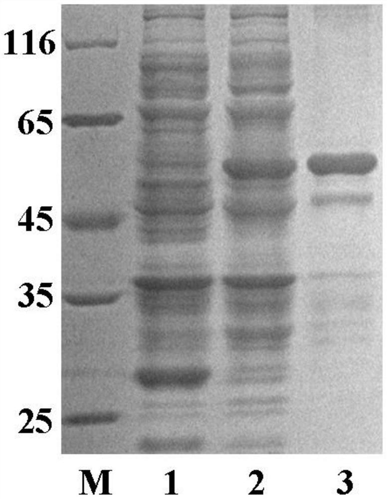 A Procambarus clarkii c-type lectin glecb gene and its encoded glecb protein