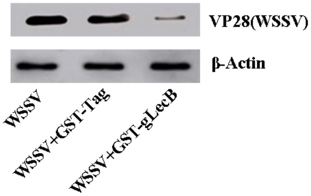 A Procambarus clarkii c-type lectin glecb gene and its encoded glecb protein