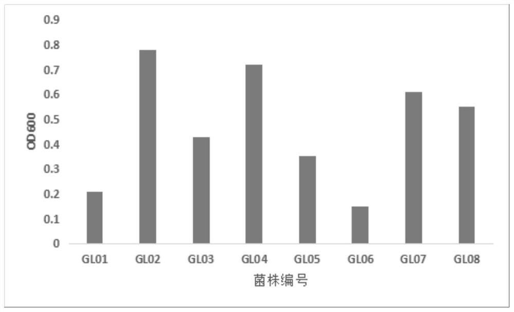 Lactobacillus preparation and application thereof