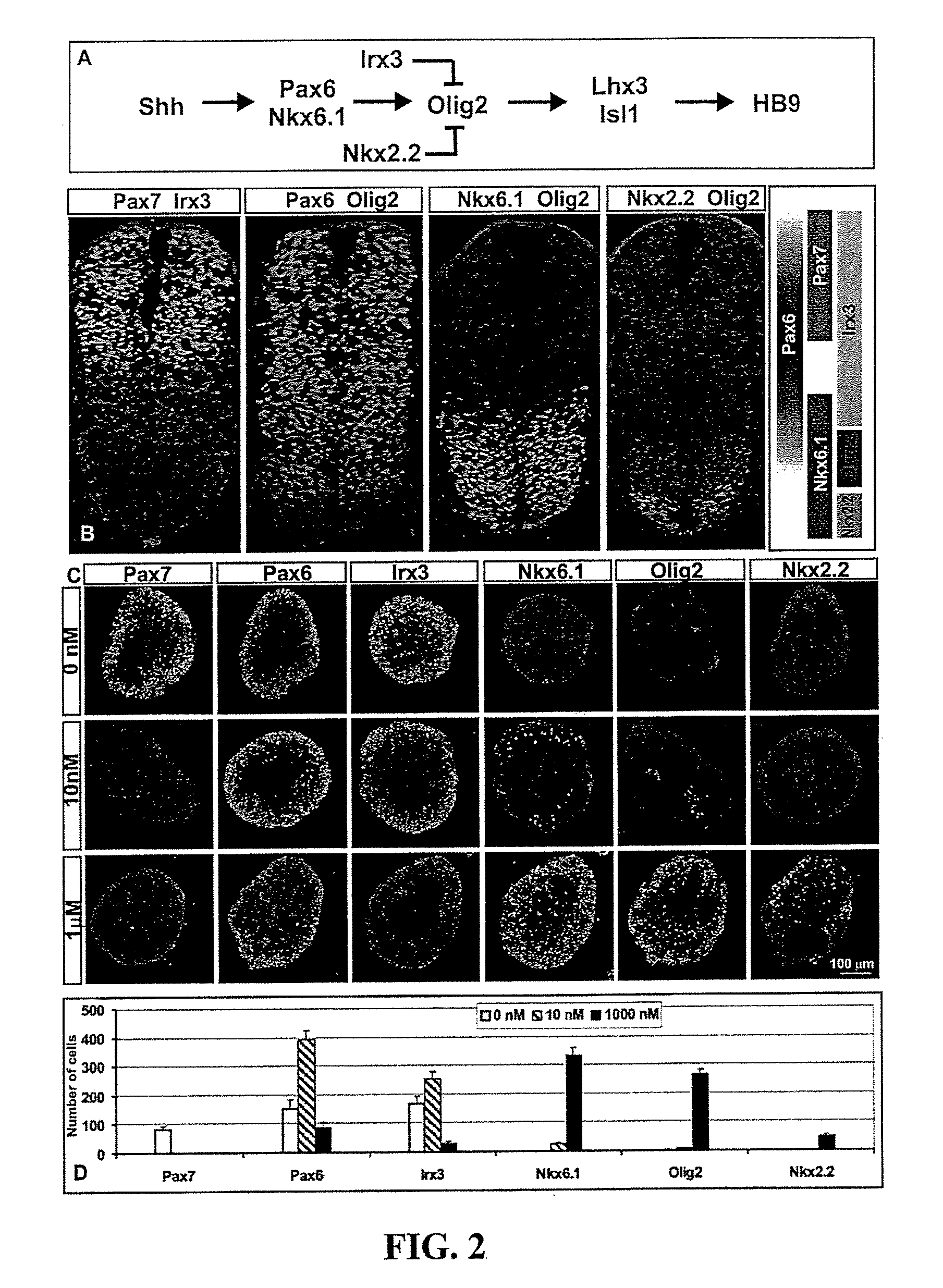 Systems and methods for screening for modulators of neural differentiation