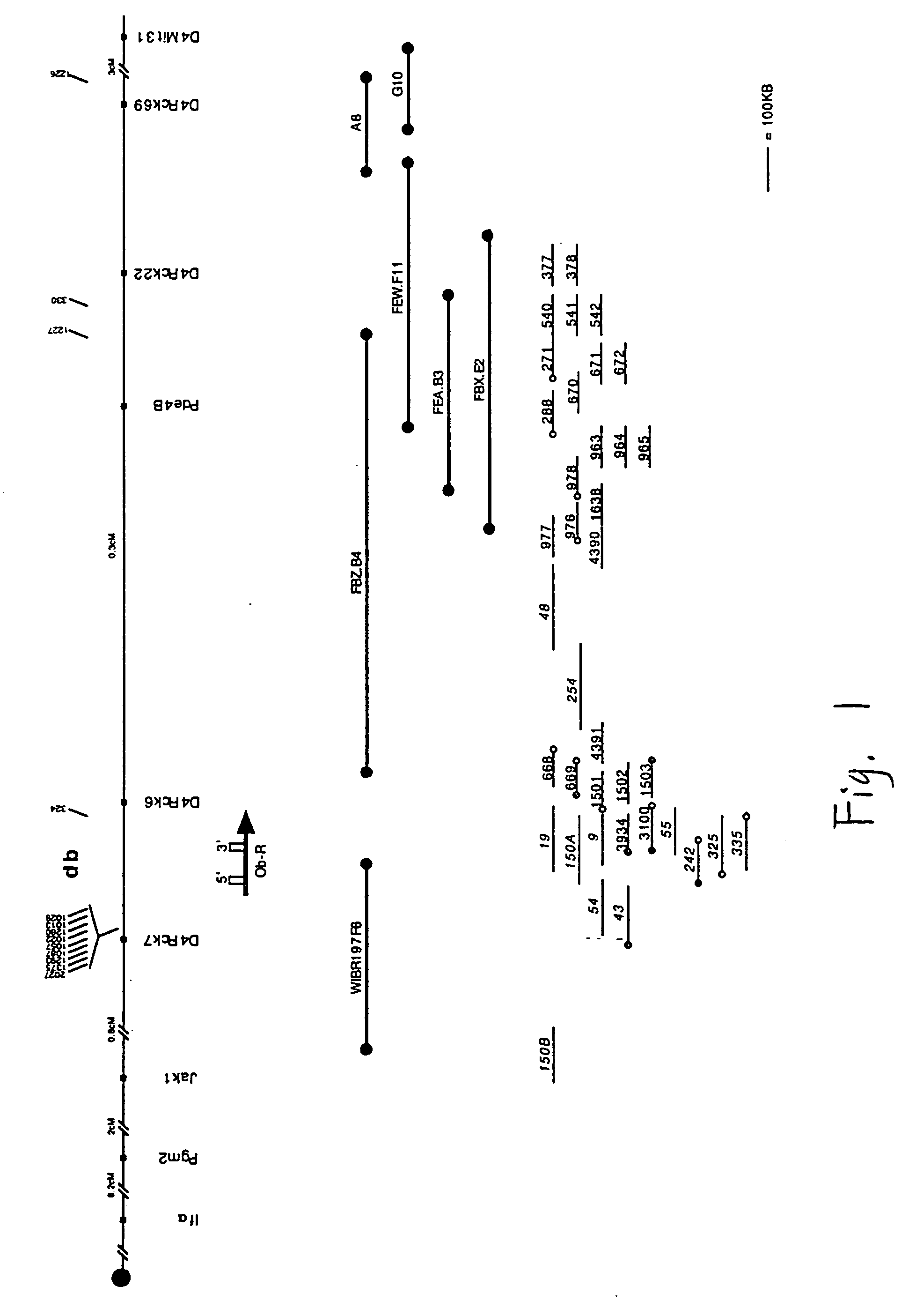 DB, the receptor for leptin, nucleic acids encoding the receptor, and uses thereof