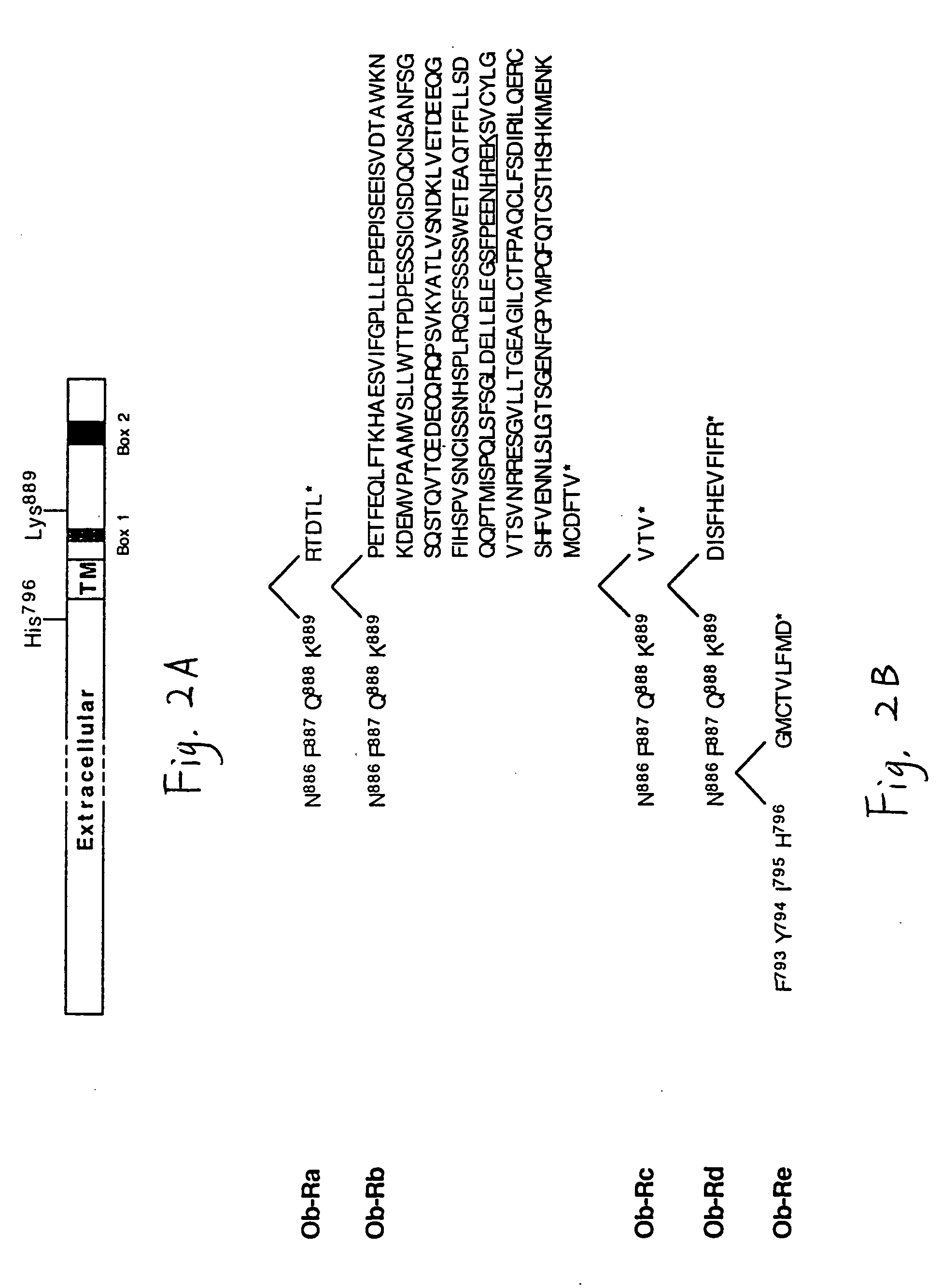DB, the receptor for leptin, nucleic acids encoding the receptor, and uses thereof