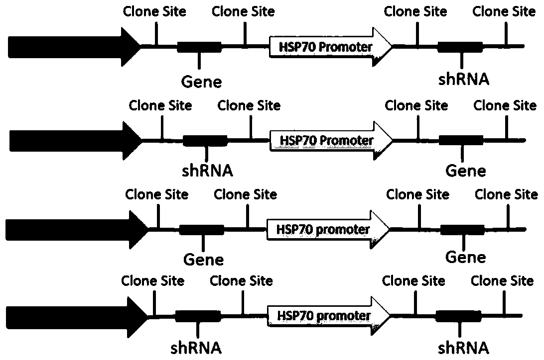 Multigene expression and silencing system controlled by heat shock protein gene promoter and tetracycline gene promoter