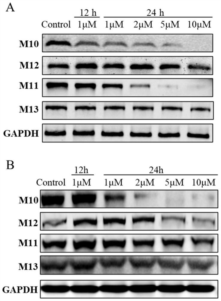 Preparation method and application of protein degradation targeting chimera