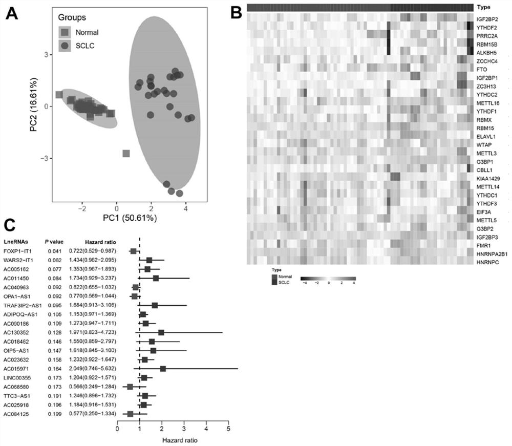 Application of m6A related lncRNA in predicting prognosis and chemotherapy response of small cell lung cancer