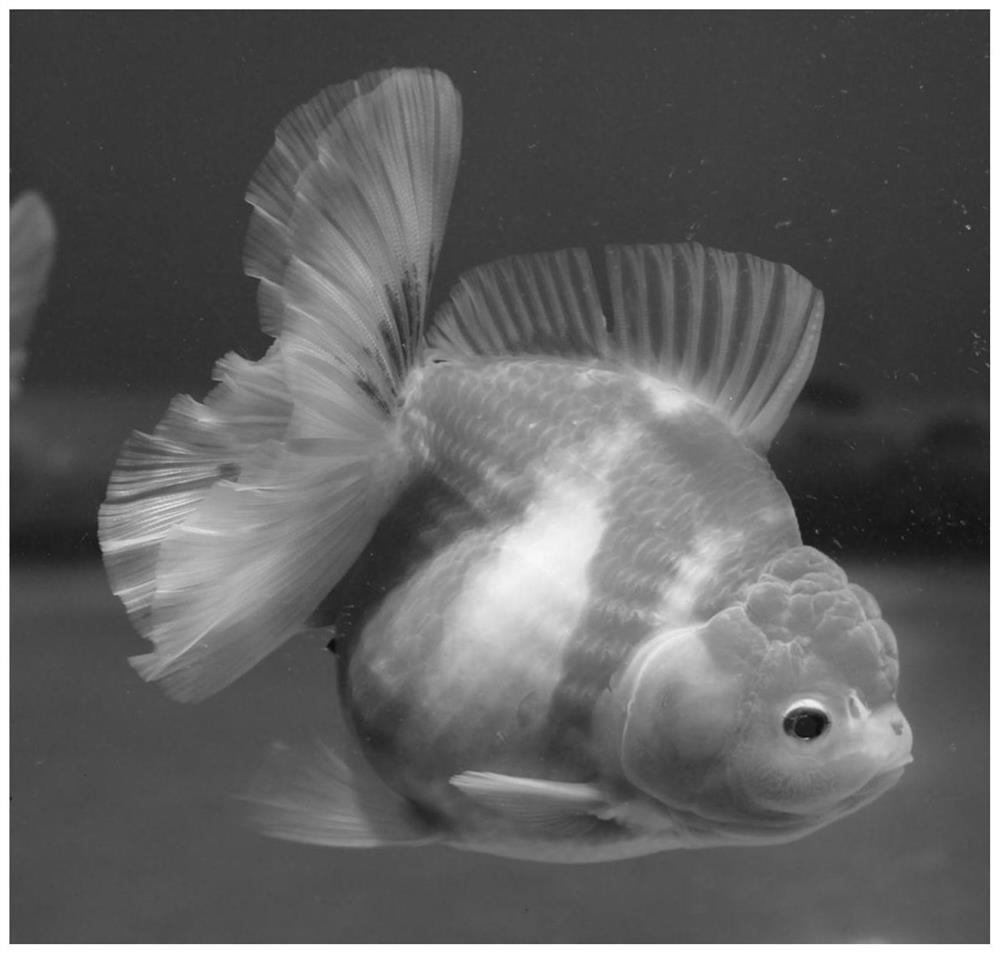 Goldfish gene editing technology and method for creating new goldfish variety by using goldfish gene editing technology