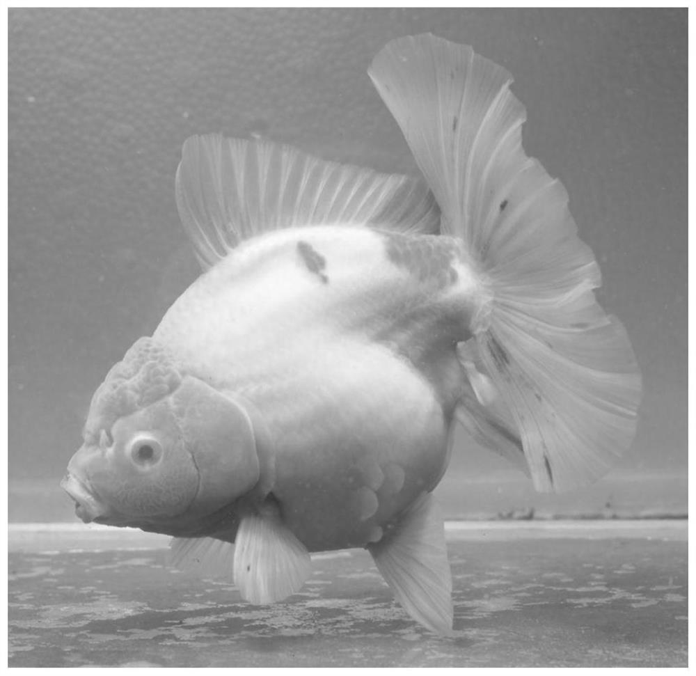 Goldfish gene editing technology and method for creating new goldfish variety by using goldfish gene editing technology