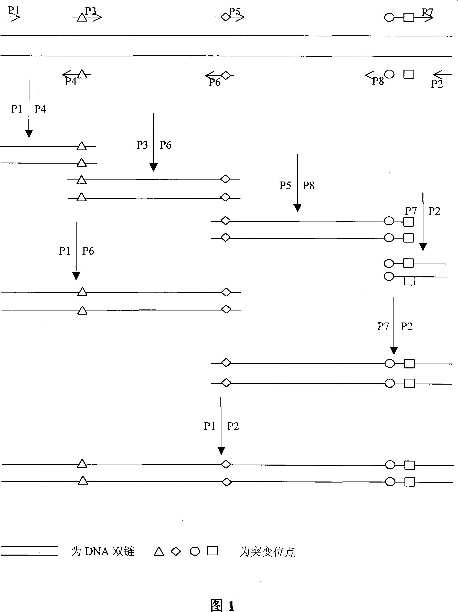 DNA multi-point directed mutation method