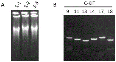 Primer combination for detecting mutation of C-KIT gene in trace tissue and application of primer combination