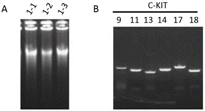 Primer combination for detecting mutation of C-KIT gene in trace tissue and application of primer combination