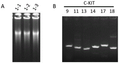 Primer combination for detecting mutation of C-KIT gene in trace tissue and application of primer combination