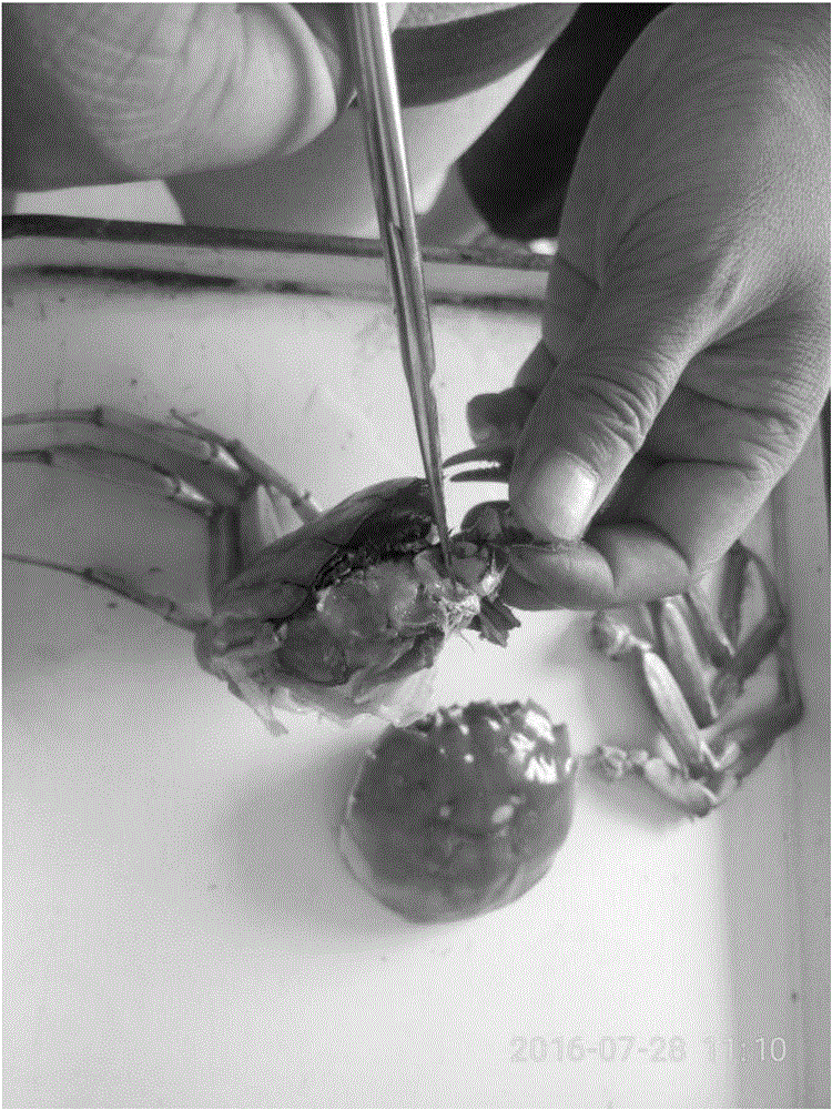 Method for making crab type aquatic livestock stripped specimen