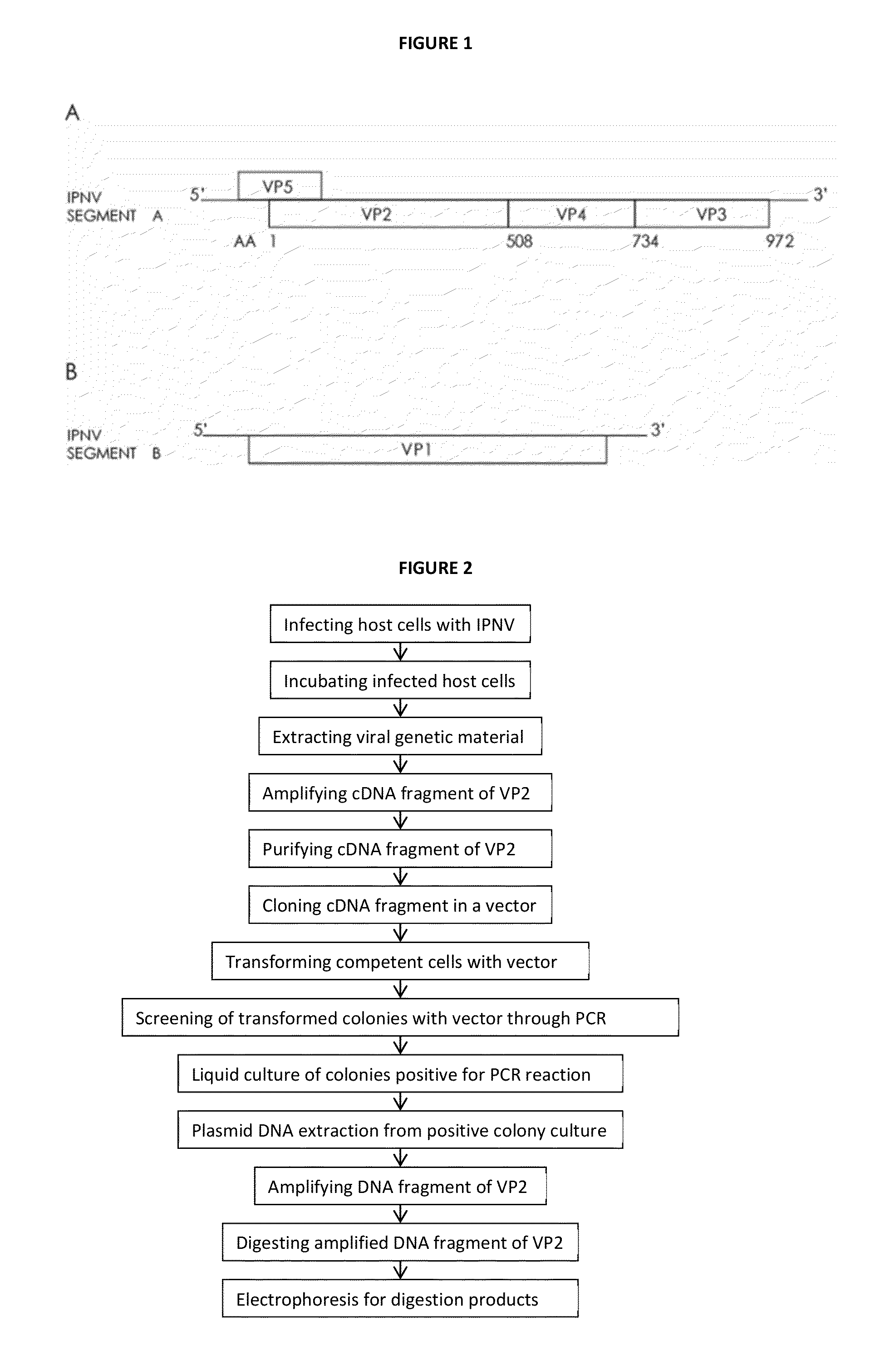 Procedure for determining variants of infectious pancreatic necrosis virus in aquatic animals; associated detection kit; and use of the procedure in aquatic animals