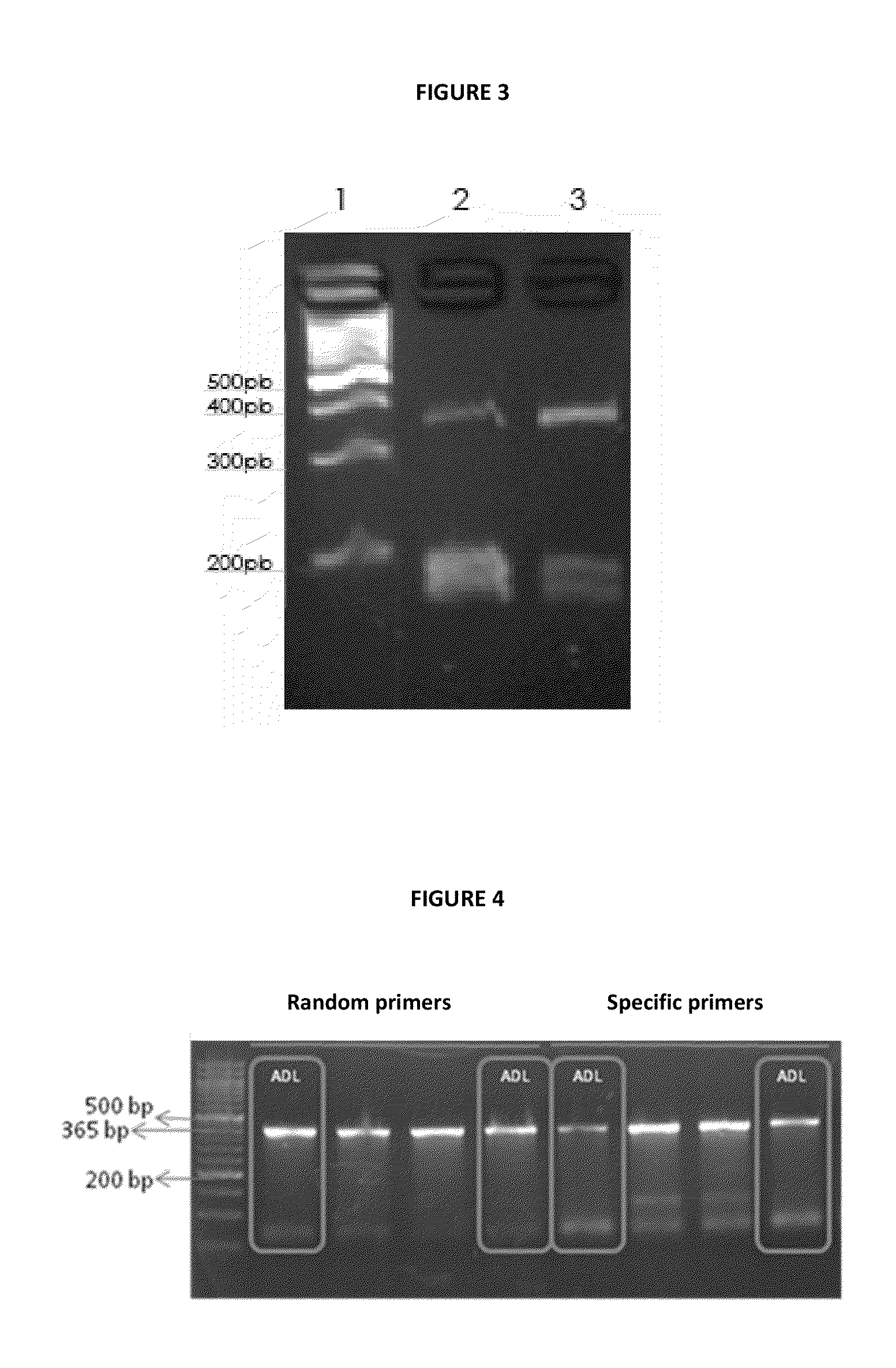 Procedure for determining variants of infectious pancreatic necrosis virus in aquatic animals; associated detection kit; and use of the procedure in aquatic animals