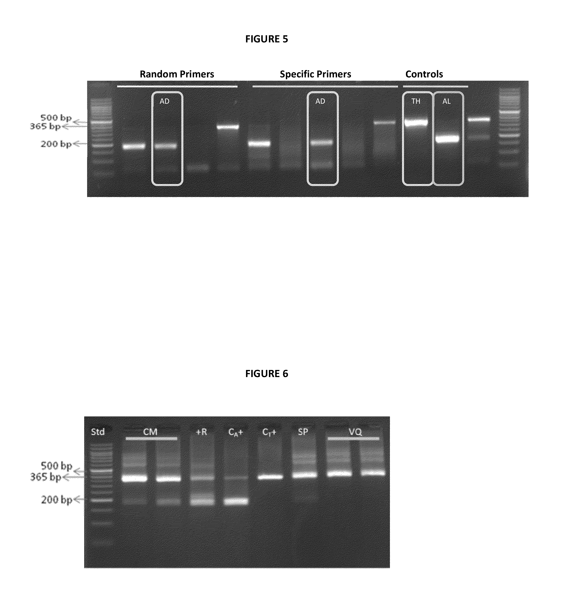 Procedure for determining variants of infectious pancreatic necrosis virus in aquatic animals; associated detection kit; and use of the procedure in aquatic animals