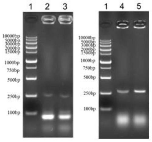 Lactobacillus plantarum for expressing mouse antibacterial peptide gene