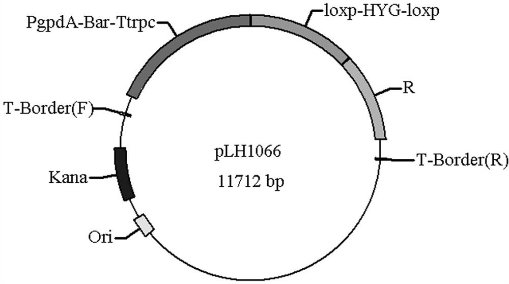 A method, bacterial strain and application for reducing by-product succinic acid in L-malic acid fermentation process