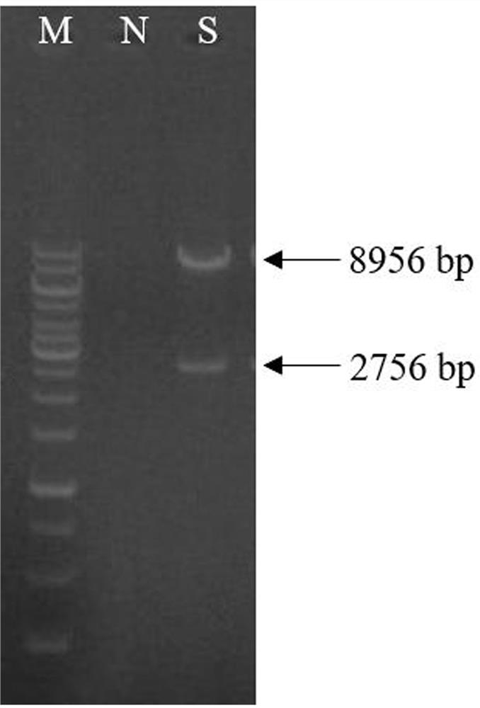 A method, bacterial strain and application for reducing by-product succinic acid in L-malic acid fermentation process