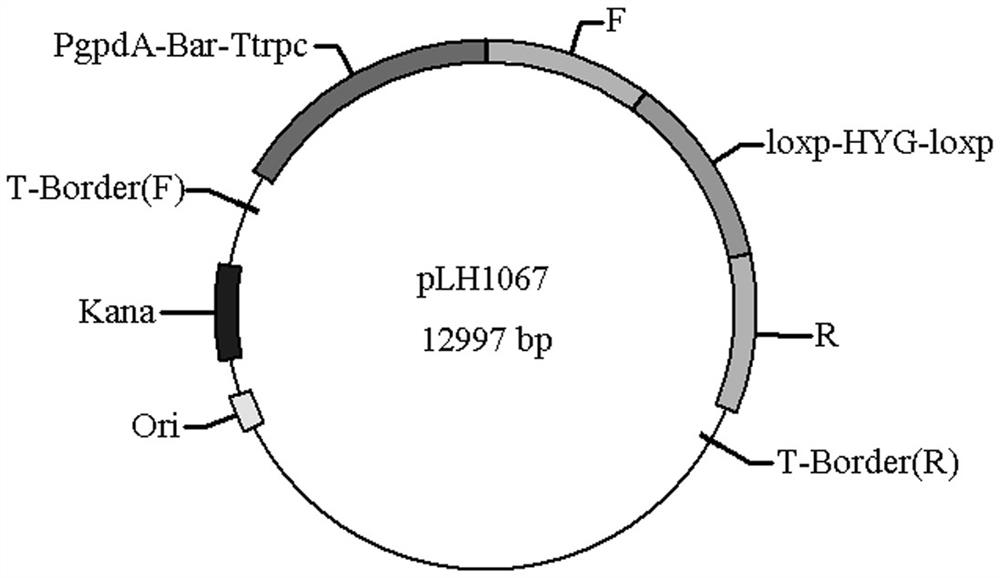 A method, bacterial strain and application for reducing by-product succinic acid in L-malic acid fermentation process