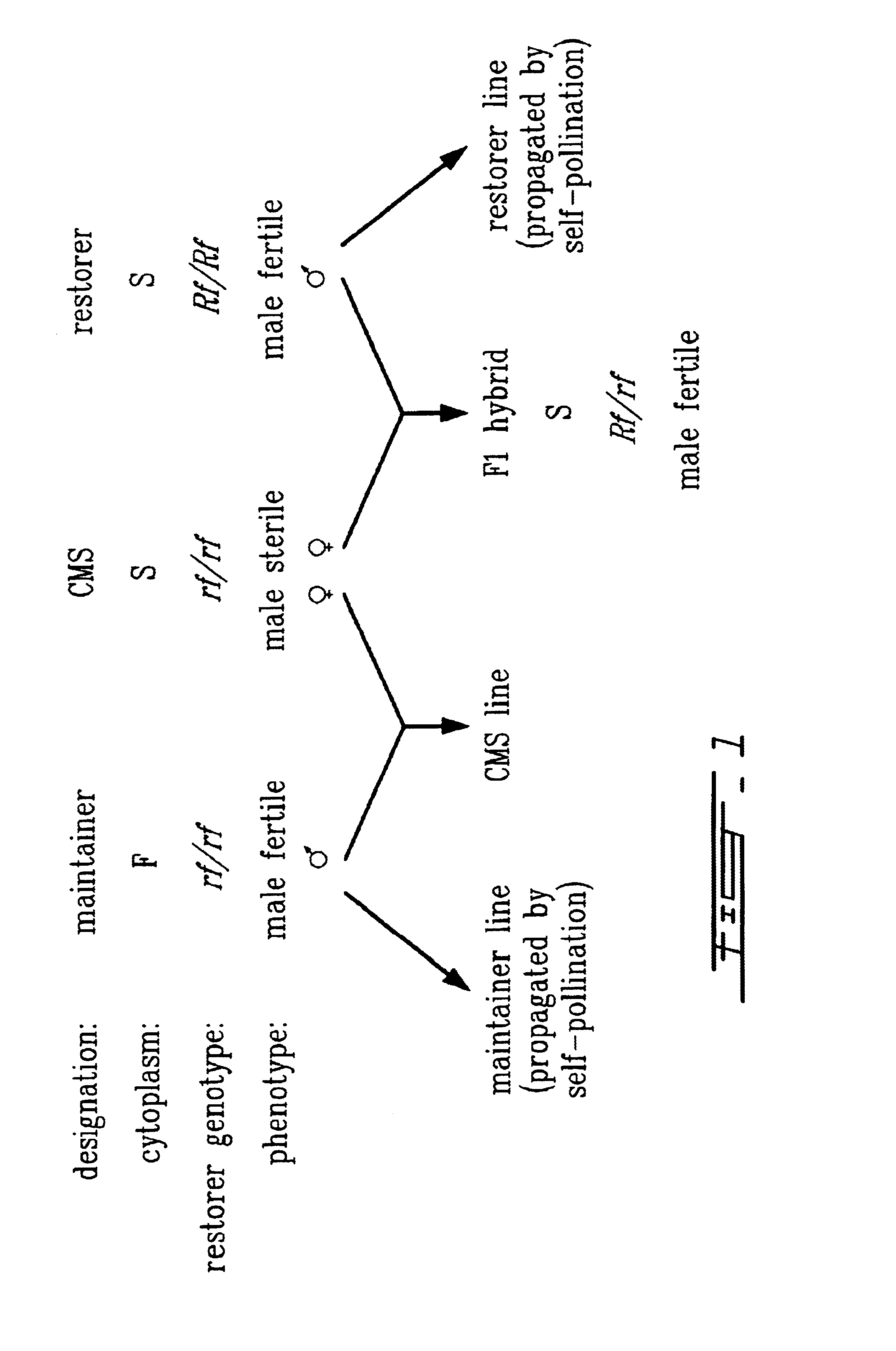 Method for enhancement of naturally occurring cytoplasmic male sterility and for restoration of male sterility and for restoration of male fertility and uses thereof in hybrid crop production