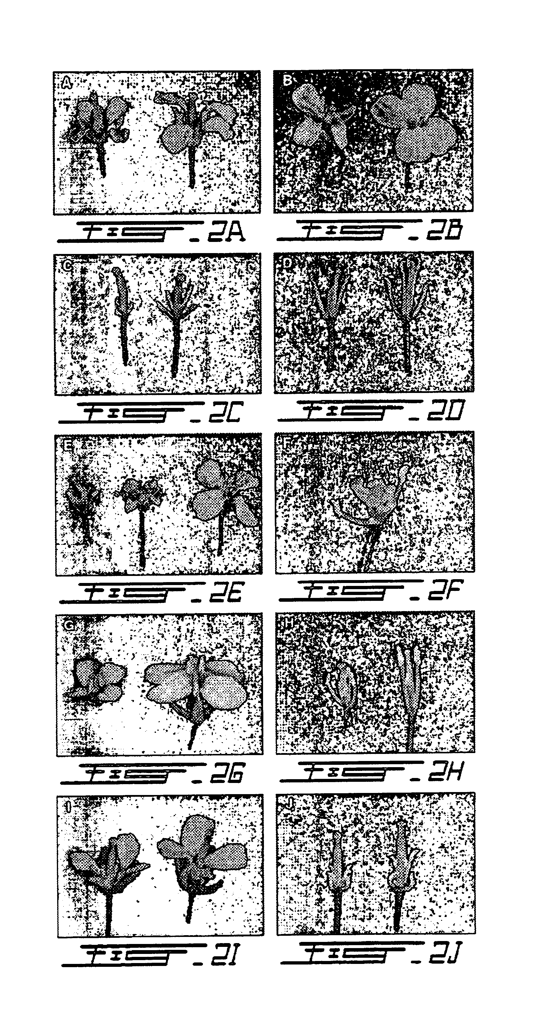 Method for enhancement of naturally occurring cytoplasmic male sterility and for restoration of male sterility and for restoration of male fertility and uses thereof in hybrid crop production