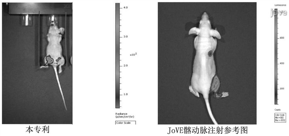 Novel breast cancer bone metastasis model making mode