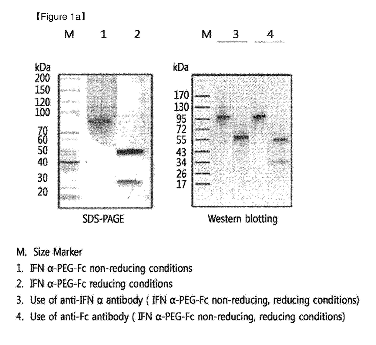 Protein complex by use of a specific site of an immunoglobulin fragment for linkage