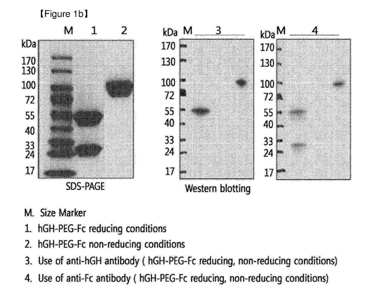 Protein complex by use of a specific site of an immunoglobulin fragment for linkage