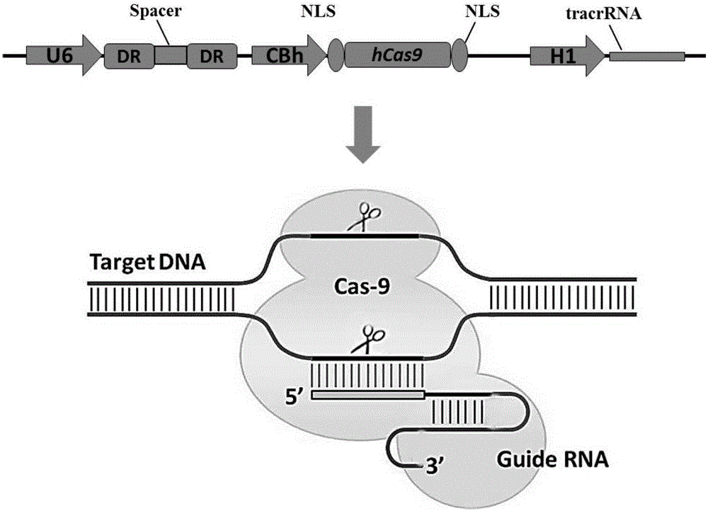A method for constructing gene site-directed mutagenesis