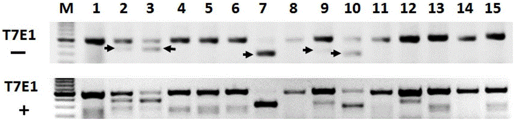 A method for constructing gene site-directed mutagenesis