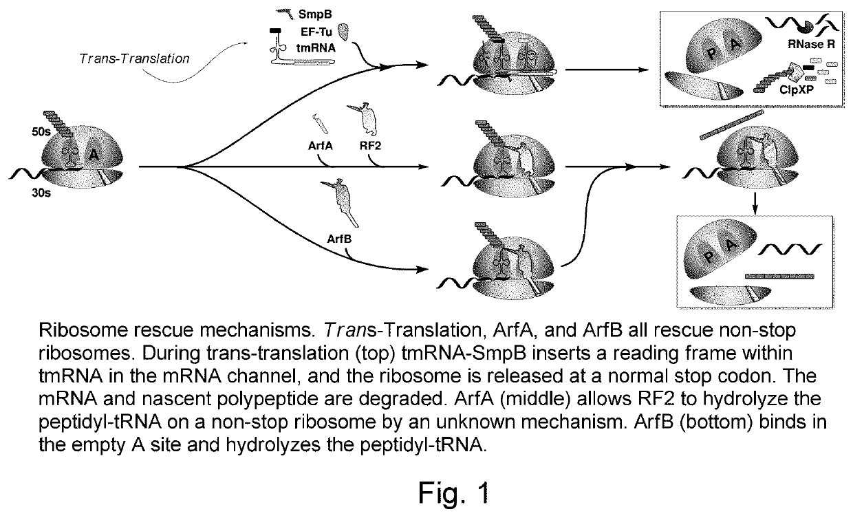 Metabolically stable n-acylaminooxadiazoles useful as antibacterial agents