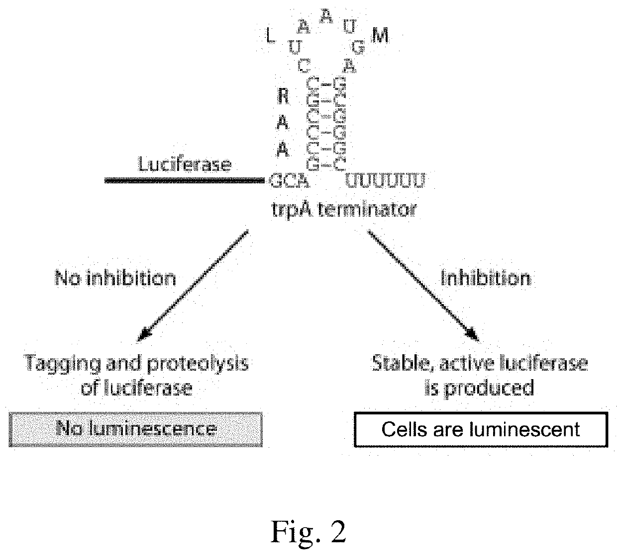 Metabolically stable n-acylaminooxadiazoles useful as antibacterial agents