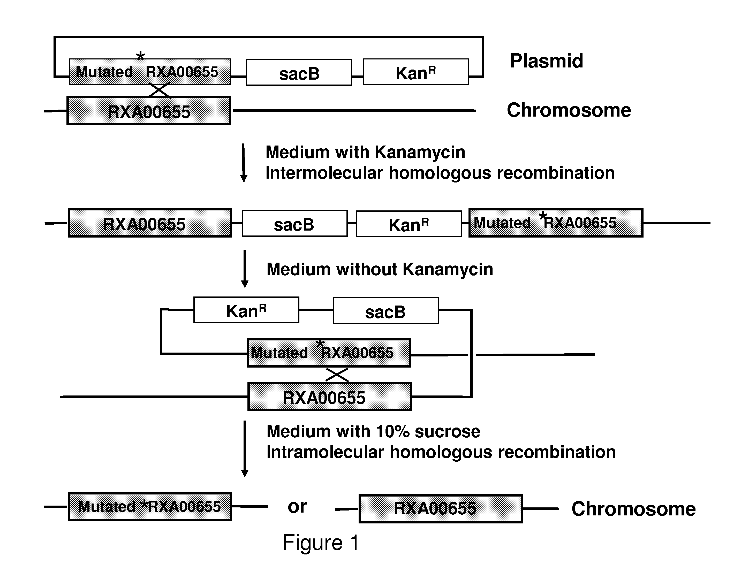 Corynebacterium glutamicum genes encoding regulatory proteins involved in the production of methionine