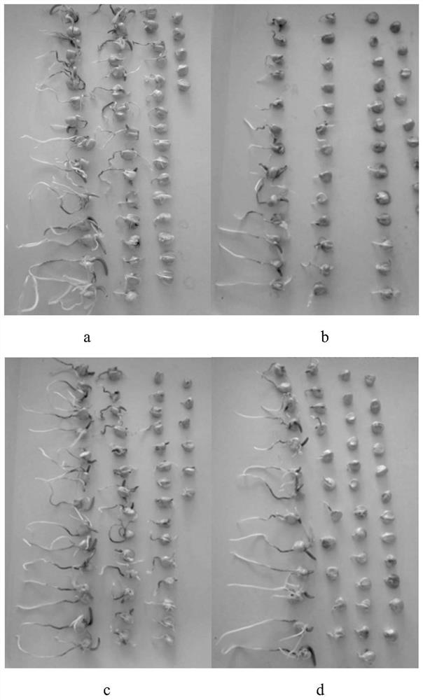 An Isolated Streptomyces dl70 and Its Biocontrol and Growth-promoting Application
